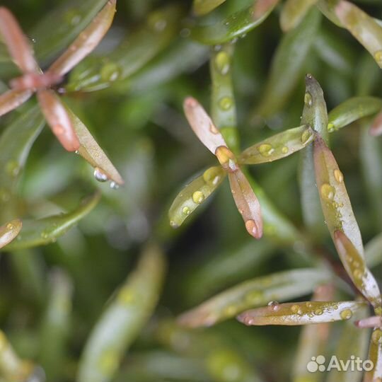 Аммания изящная меристемная (Ammannia gracilis)