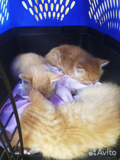 Котики(мальчики)