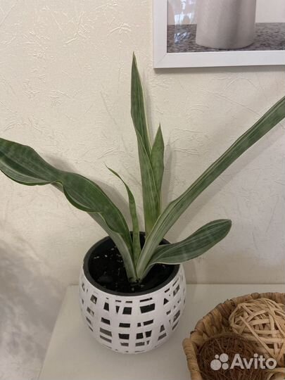 Сансевиерия металлика