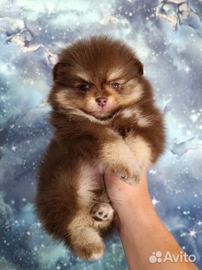 Щенки шпица