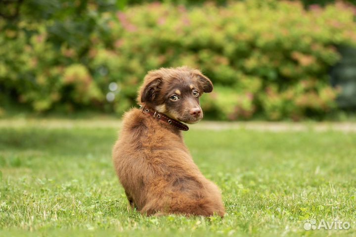 Щенок в добрые руки маленькой собаки