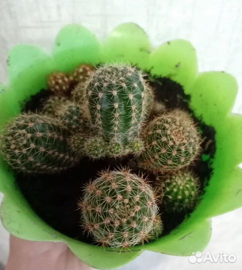 Кактусы бесплатно