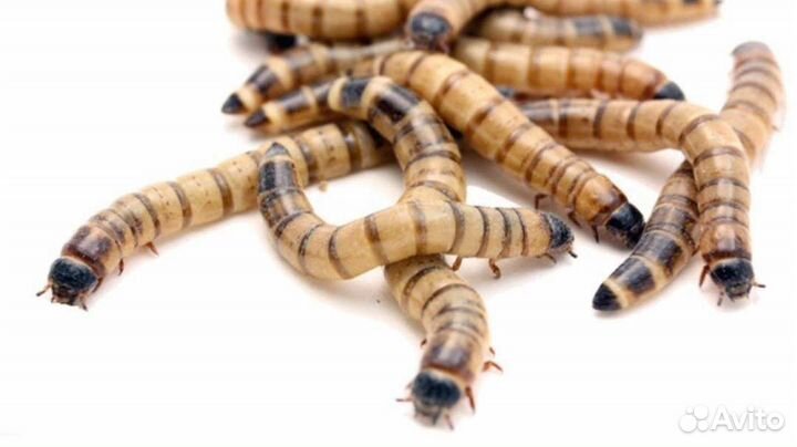 Сверчки живые