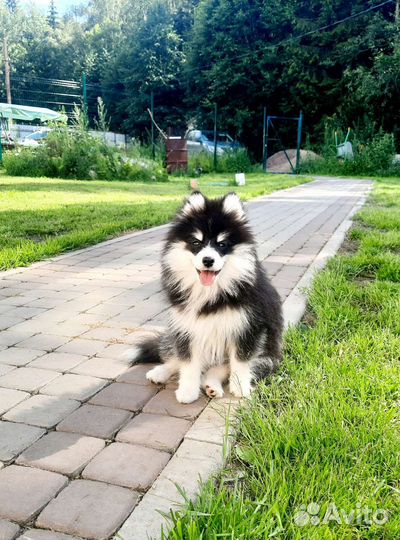 Щенок помски (миник)