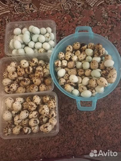 Яйца и мясо перепелок