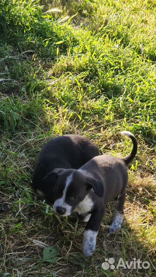 Щенок в добрые руки