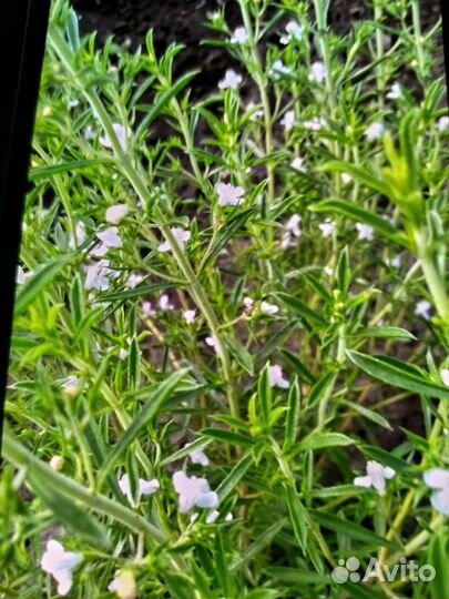 Лаванда. Пряные травы редкого вида