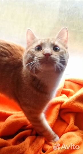 Рыжик ищет дом