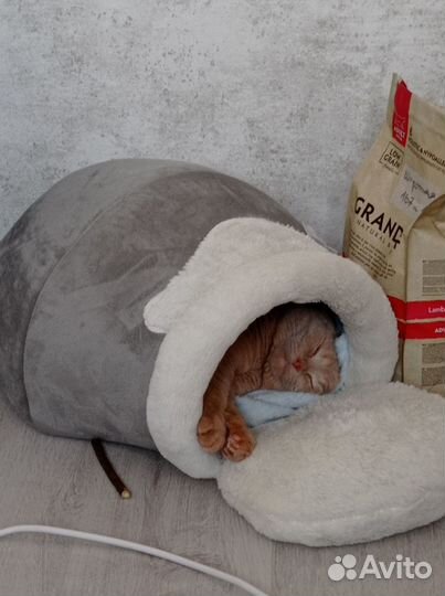 Котик в добрые руки