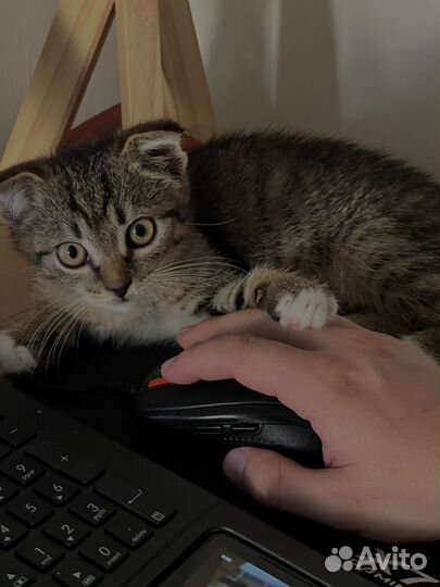 Котик в добрые руки