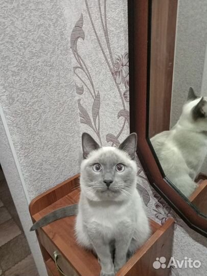 Кошка в дар бесплатно