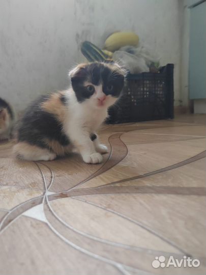 Котята в дар