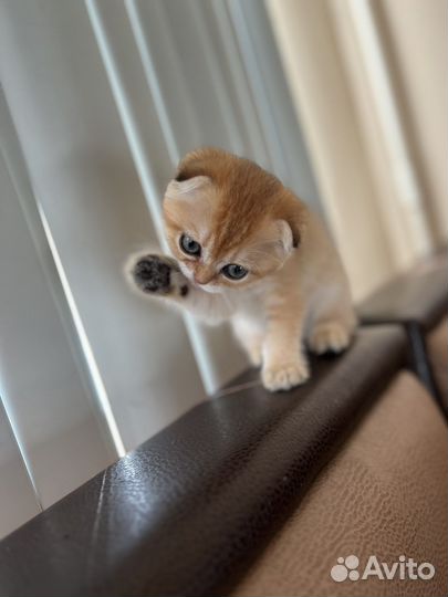 Шотландские котята плюшечки