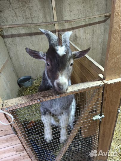 Козел камерунский на вязку