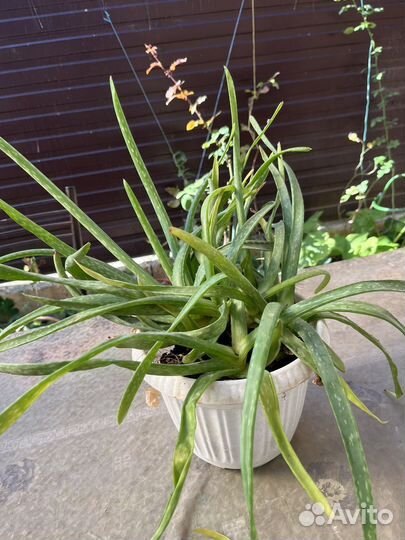 Алоэ лечебный