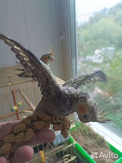 Птенцы корелла