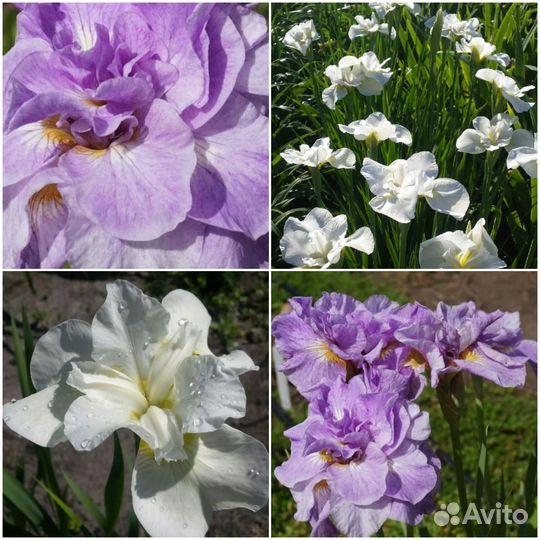 Ирис сибирский