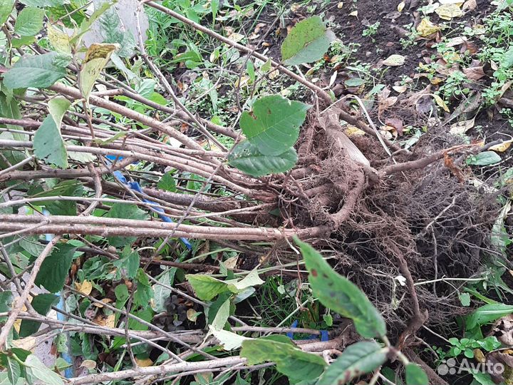 Черешня саженцы