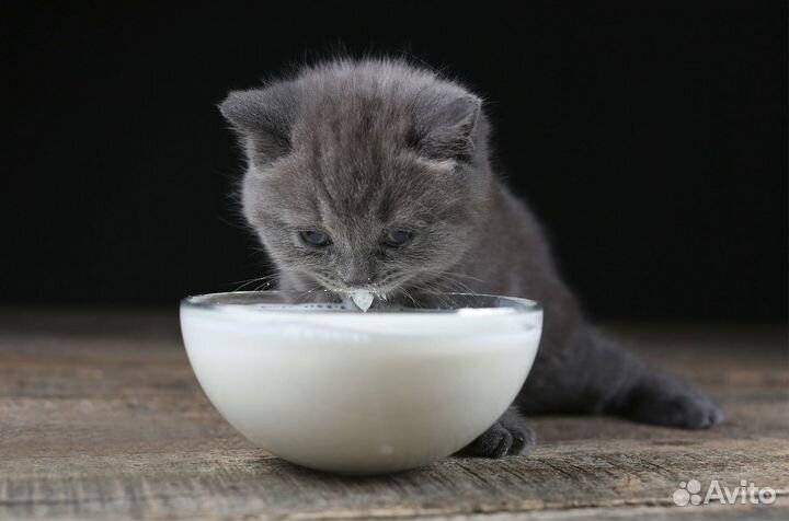 Британский котенок Парсифаль