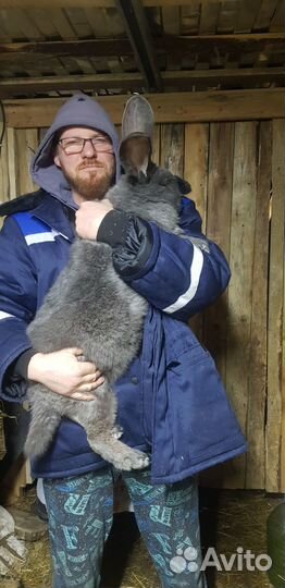 Кролики фландр на племя