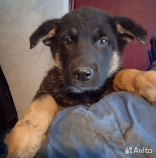 Щенки восточно-европейской овчарки