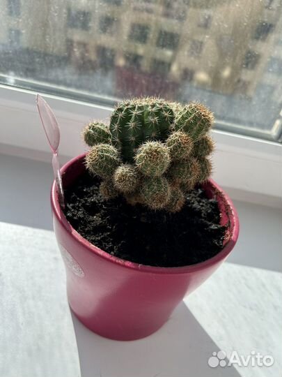 Кактус с горшком