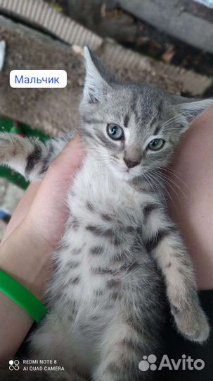 Котята в добрые руки бесплатно