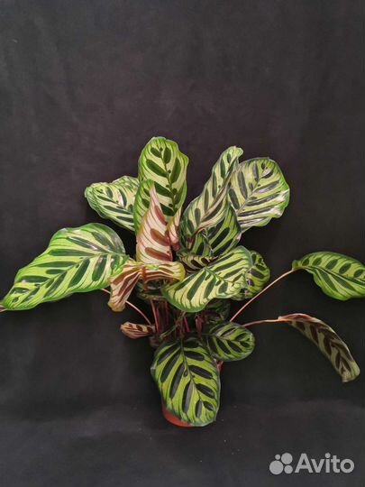 Калатея макояна пышная 14/50