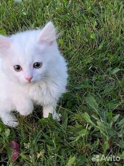 Снежинки на летней даче Преданные людьми котята