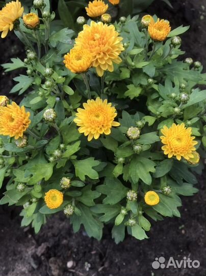 Бересклет, хризантема мультифлора