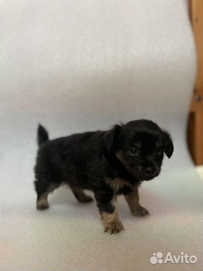 Той-терьер щенки