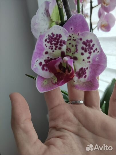 Орхидея фаленопсис цветущая