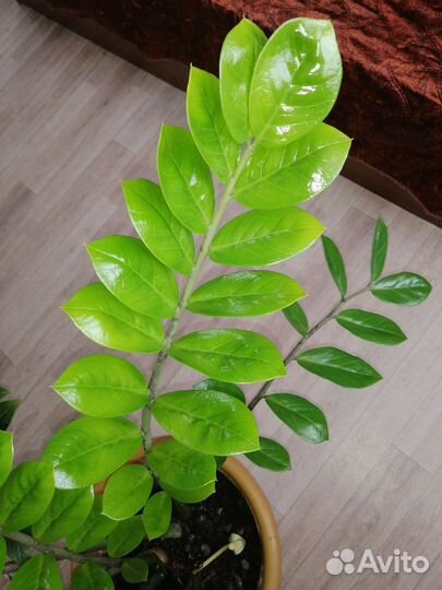 Замиокулькас, доллоровое дерево