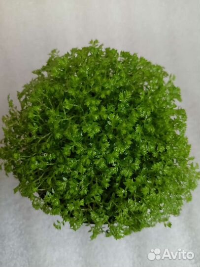 Селагинелла Джори