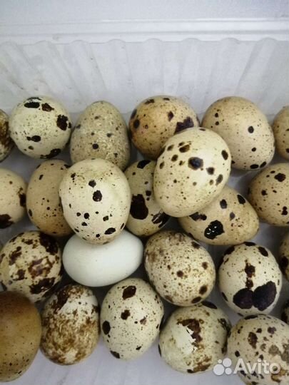 Яйца перепелиные домашние мясо кролика под заказ
