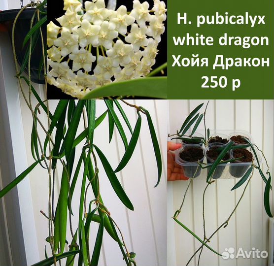 Хойи