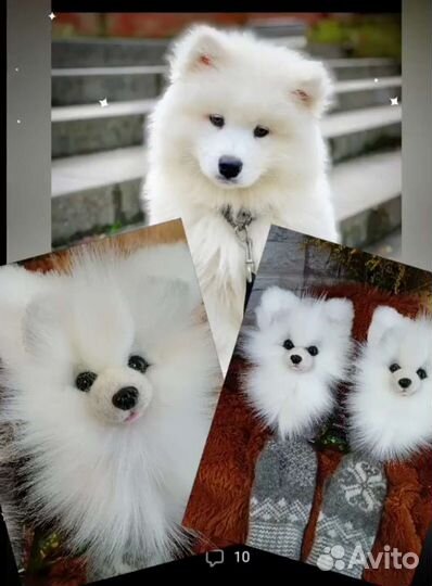 Звероварежки