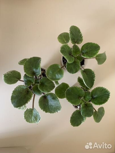 Детки сортовых фиалок