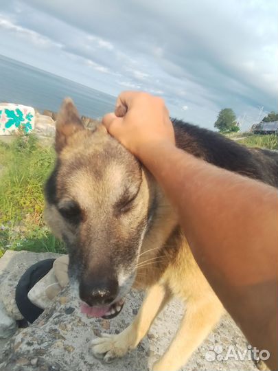 Случка собак. Немецкая овчарка. Мальчик