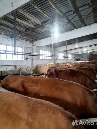 Доильная установка (молокопровод) от 20 голов