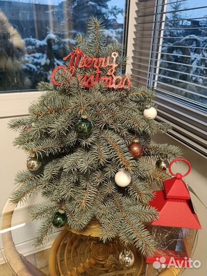 Ель голубая