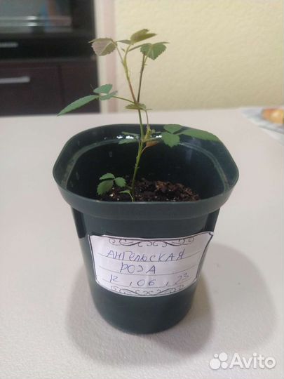 Ангельская роза