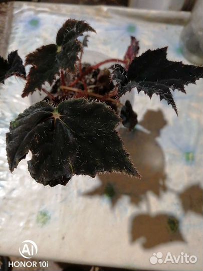 Чёрная Бархотная Бегония