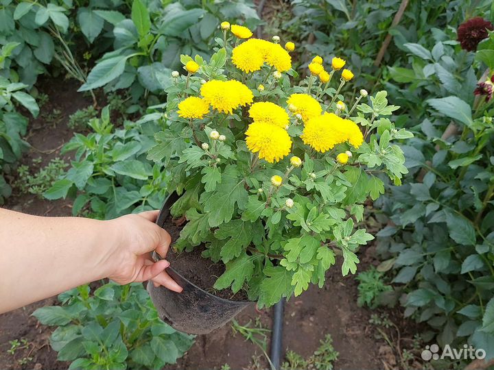 Хризантема бордовая, шаровидная. многолетняя