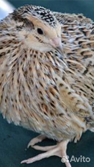 Яйца инкубационные, перепелинные