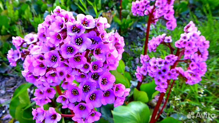 Бадан толстолистный