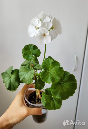 Комнатные растения и цветы #2