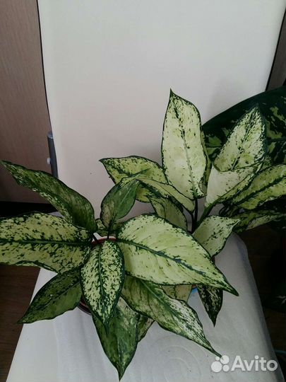 Аглаонема Липстикпинк,Гринлайт,Spotted star,Kiwi