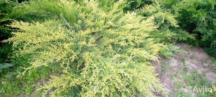 Ели можжевельники туи шамсит