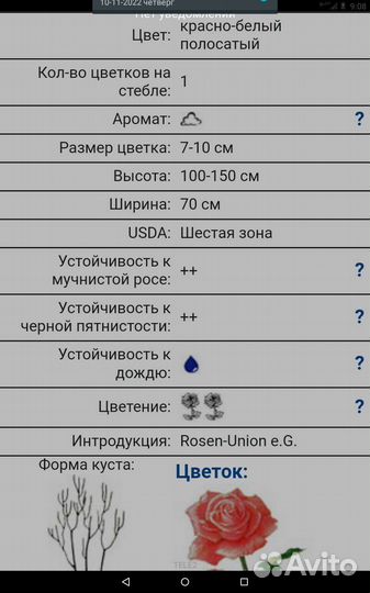 Роза Филателия чайногибридная